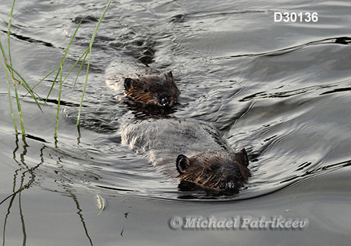 North American Beaver (Castor canadensis)